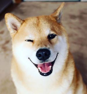 inu shiba seo